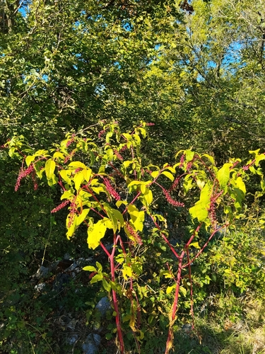 American pokeweed