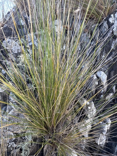 Austrostipa stipoides observed 2026-10-17