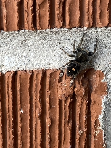 Bold Jumping Spider