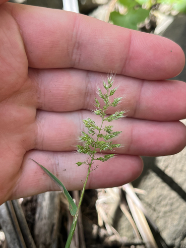 Polypogon fugax observed 2026-10-16