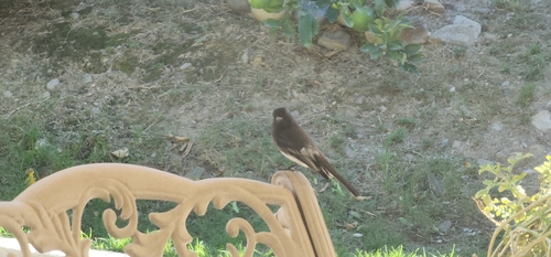 Black Phoebe