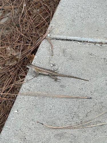 Western Fence Lizard