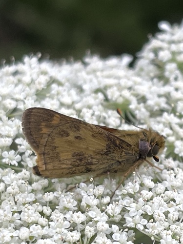 Huron Skipper