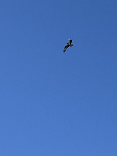 American Osprey