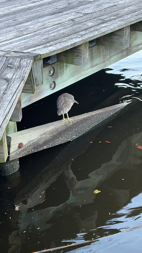 Black-crowned Night Heron