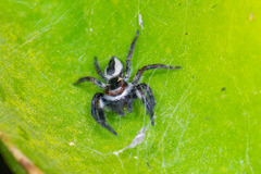Carrhotus coronatus