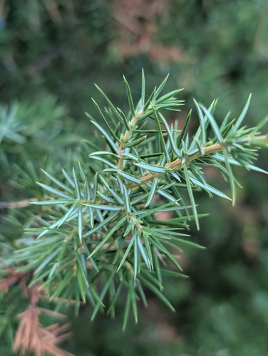 common juniper