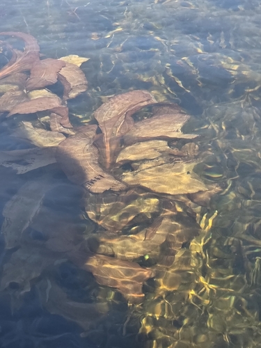 Potamogeton amplifolius, 2026-10-11