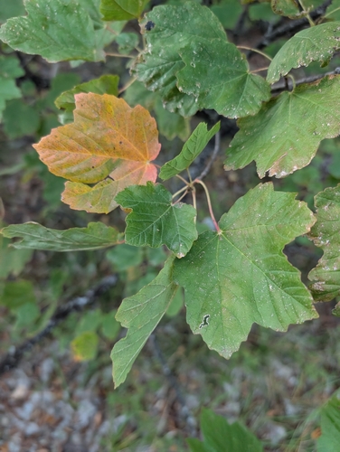 Italian maple