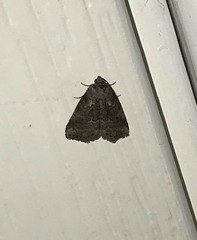 Hyperstrotia pervertens