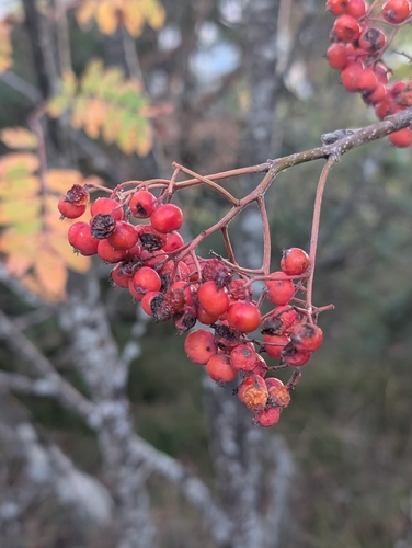 European mountain ash