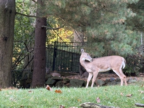 White-tailed Deer