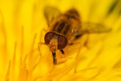 Parhelophilus