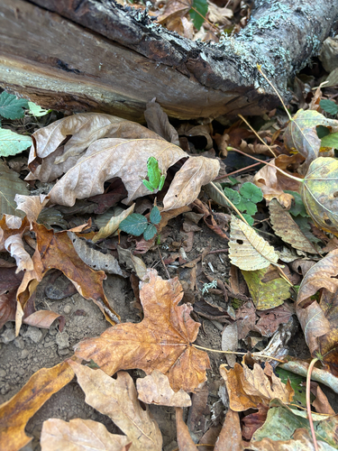 Pacific chorus frog