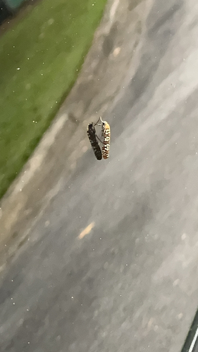 Ailanthus Webworm Moth