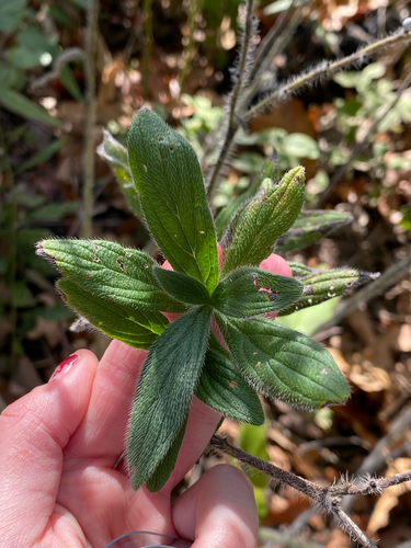 Lithospermum parviflorum, 2026-10-16