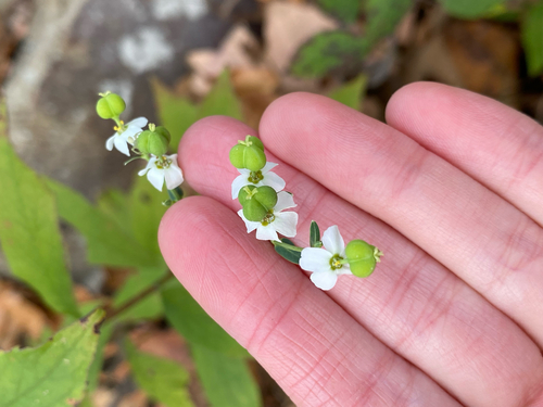 Euphorbia corollata, 2026-10-16