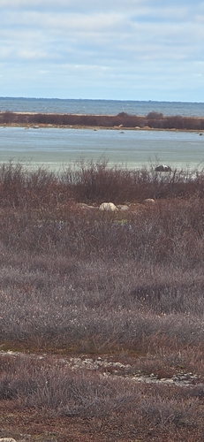 Black Bear sighting near Manitoba, MB