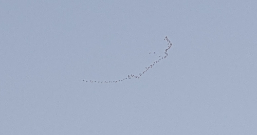Common Crane