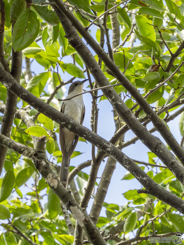 Cuclillo pico negro observed by albertolobato