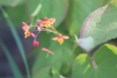 Epimedium