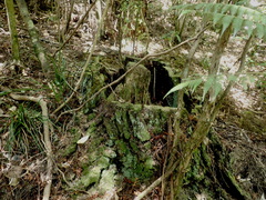 Phyllocladus trichomanoides