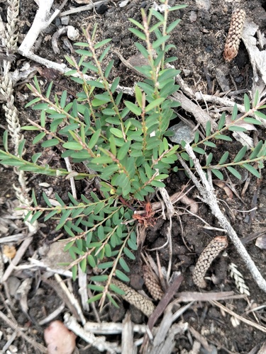Phyllanthus virgatus observed 2026-10-16