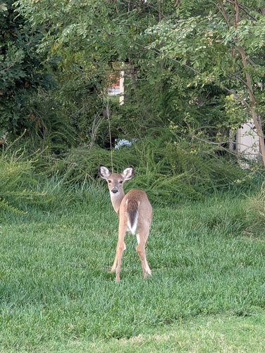 White-tailed Deer