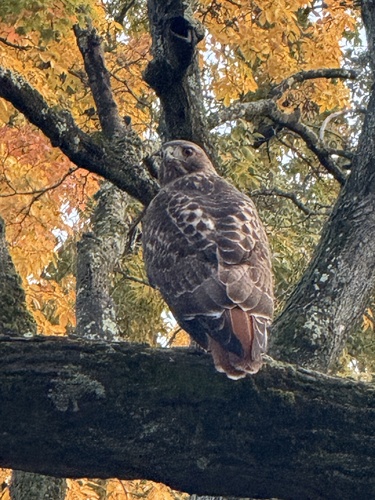 Red-tailed Hawk