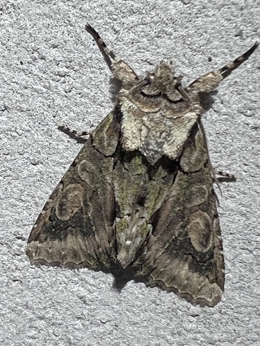 Green-brindled Crescent