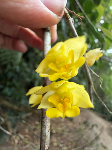 Agrostophyllum observed 2026-10-16