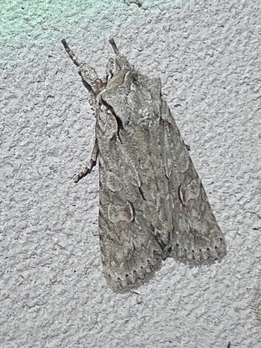 Grey Shoulder-knot