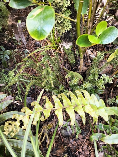 Phlegmariurus varius observed 2026-10-15
