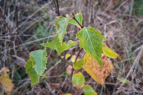 silver birch
