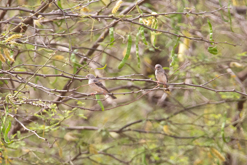 iNaturalist image