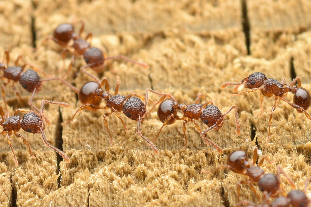 Japanese Queenless Ant