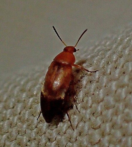 Three-banded False Flower Beetle