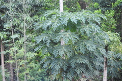 Carica papaya