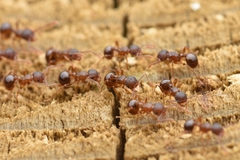 Pristomyrmex punctatus