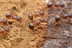 Pristomyrmex punctatus