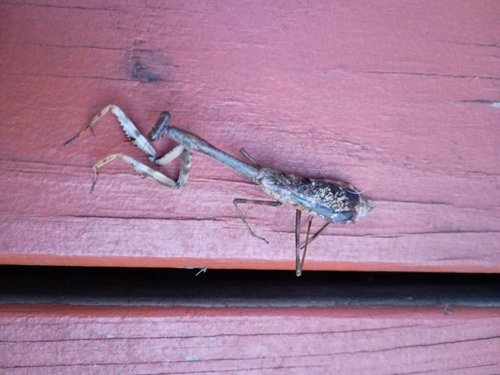 Carolina Mantis