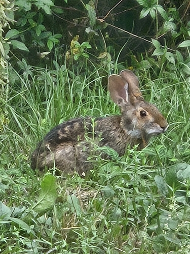 Swamp Rabbit observed by cdfsutton