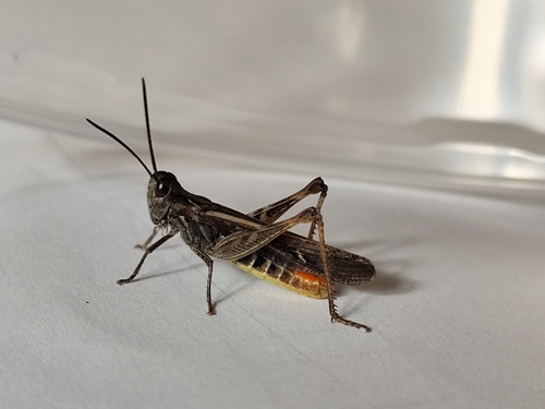 Chorthippus biguttulus, 2026-10-16