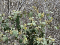 Capparicordis crotonoides