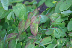 Epimedium