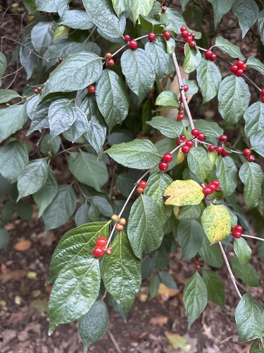 Amur honeysuckle