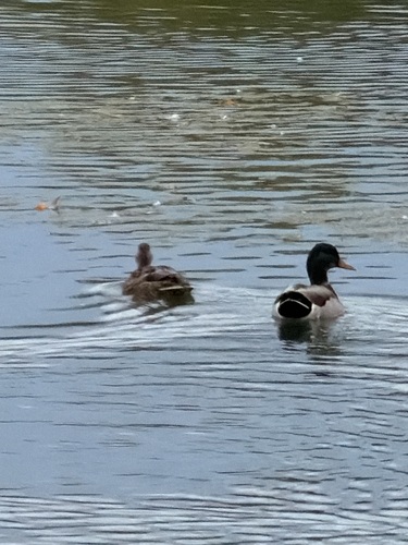 Mallard
