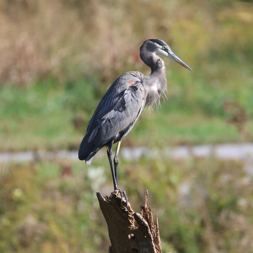 Great Blue Heron