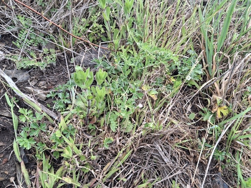 Geranium retrorsum observed 2026-10-17