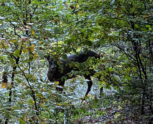 Western Roe Deer